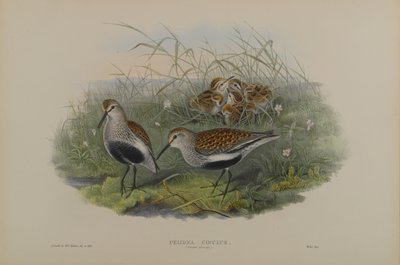 Dunlin, Summer Plumage by John Gould